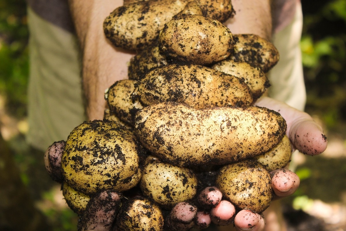 Met Éireann issue potato blight warning for Ireland – GREENHOUSE CULTURE